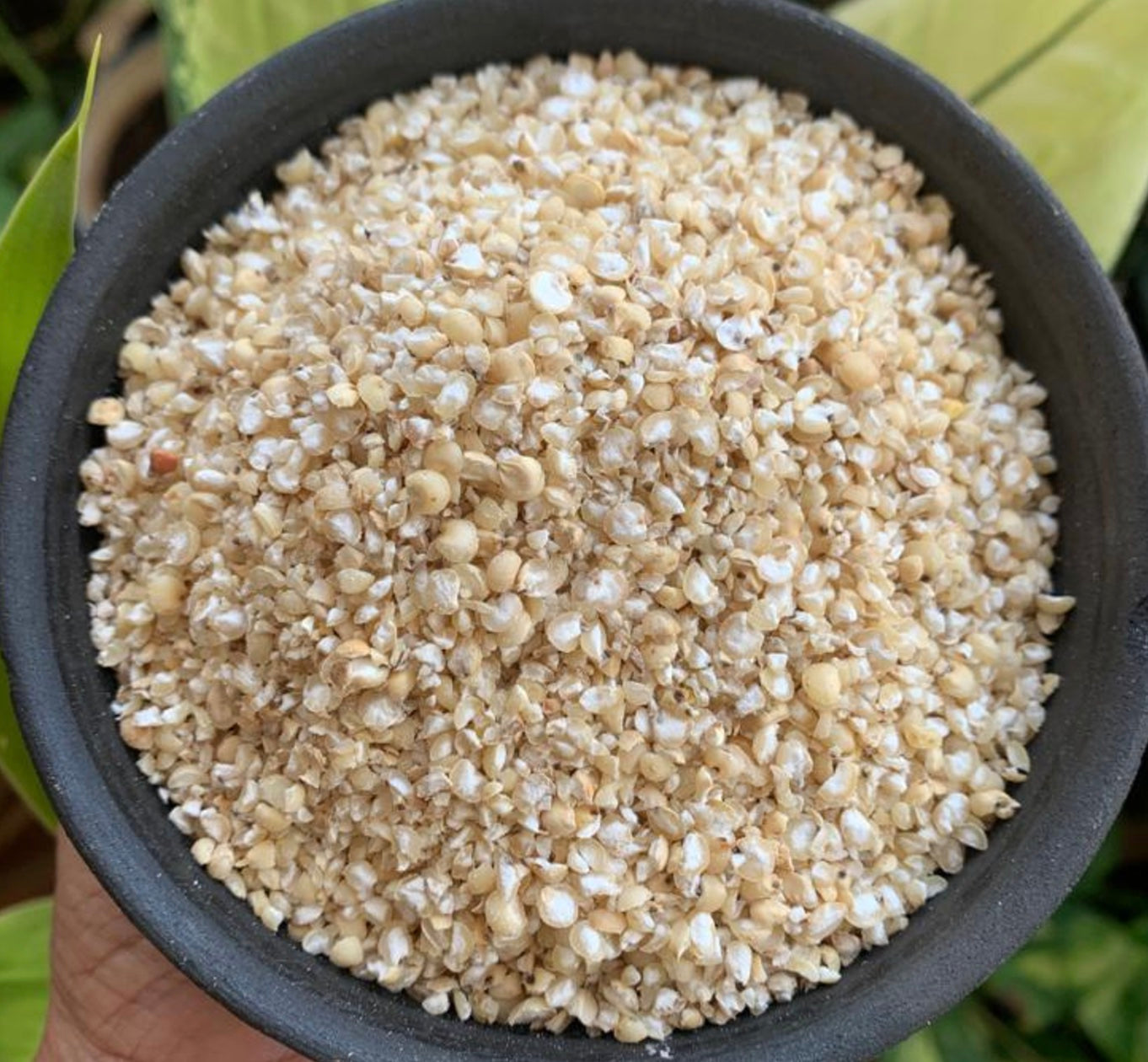 Broken Sorghum (Great Millet / Jowar)